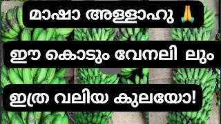 നല്ല അടിപൊളി രണ്ടു കുല കിട്ടി അതും ഈ ചൂട് സമയത്ത് മാഷാഅള്ളാഹ്‌ ❤️❤️🙏