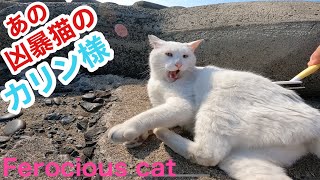 あの凶暴猫のカリン様 ブラッシングの追加料金請求したら蹴り蹴り‼️ Ferocious cat