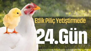 Etlik Piliç Üretimi 24. Gün (Broiler)