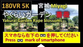 【180VR 5K 】やくらいガーデン 黄色い絨毯   Yakurai Garden Yellow carpet