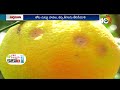 బత్తాయి తోటల్లో సమగ్ర సస్యరక్షణ orange cultivation matti manishi 10tv agri