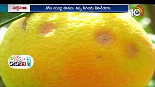 బత్తాయి తోటల్లో సమగ్ర సస్యరక్షణ | Orange Cultivation | Matti Manishi | 10TV Agri