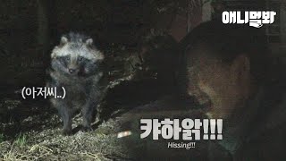 ＂산책은 나 너굴맨에게 맡기지 마라구..＂ 산책이 공포인 어느 아파트ㅣReason Why A Raccoon Lives In A Flat Instead Of Mountain