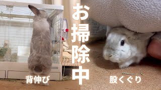 うさぎさんのお部屋をお掃除しようとすると、いつもとは違う姿が見れます笑【ホーランドロップイヤー】