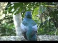 slaty tailed trogon calling