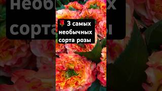 3 ОЧЕНЬ оригинальных СОРТА РОЗЫ🌹