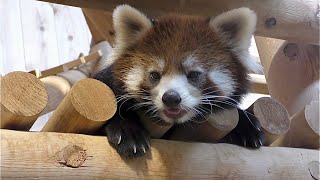 レッサーパンダ　かえでちゃん　上からお客さんを眺めています【西山動物園】Red panda Kaede-chan Nishiyama Zoo