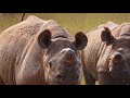 rhinos have amazing smell and hearing but terrible eyesight