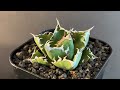 20231125 アガベ・チタノタ 狂雨 狂刺小雨新白鯨（小株） 003｜agave titanota green solar