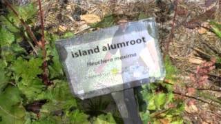 California Friendly Plant June--Island Alumroot