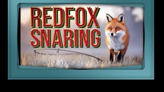 Ultimate Tips for Snaring Red Foxes Revealed!