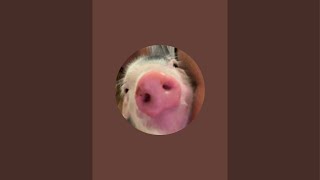 Pigs n' Pals is live! Come watch adorable piglets live!!!!