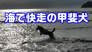 【浜辺の甲斐犬】猟スイッチが入り海で走る愛犬-　甲斐犬