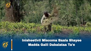 Inisheetivii Misooma Baala Shayee Madda Galii Dabalataa Ta'e