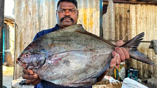 KASIMEDU 🔥 SPEED SELVAM | BIG SIZE BLACK POMFRET FISH CUTTING VIDEO | 4K VIDEO | KM FISH CUTTING