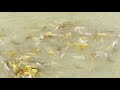 ត្រីស្អាតៗច្រើនណាស់ amazing thousands of beautiful fishes