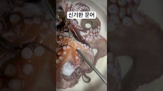 손질이 끝났는데도 색깔이 변하는 문어