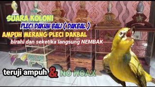 terapi koloni pleci DAKBAL ampuh merangsang pleci cepat birahi dan seketika langsung nembak