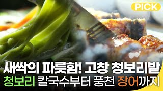 새싹의 파릇함 그대로 간직한 고창 청보리밭! 청보리 칼국수와 풍천 장어 먹으러 가즈아~😆 | 골먹길 여행 | 재미 PICK