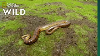 The Anaconda is a Heavyweight of Snakes | Nat Geo Wild