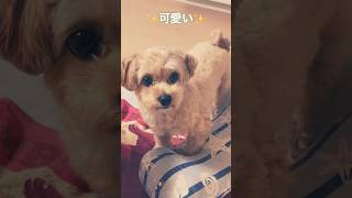 ドラッグスター４００　愛犬編VOL.144   可愛すぎるクウちゃん🐶 #マルプー#犬のいる生活#犬動画＃MrChildren