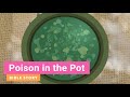 🔶 BIBLE stories for kids - Poison in the Pot (Kindergarten Y.A Q3 E11) 👉 #gracelink