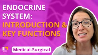 Endocrine Introduction & Key functions - Medical-Surgical - Endocrine | @Level Up RN