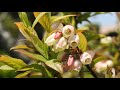 ブルーベリーの花を観賞　blueberry　2021年4月20日撮影