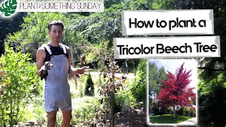 How to Plant a Tricolor Beech Tree - (a beginner's guide)