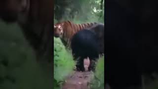Tiger vs Bear 😳 #wildlife #shorts
