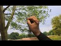 Painting a Beautiful Landscape With Acrylic  Time-lapes  #50