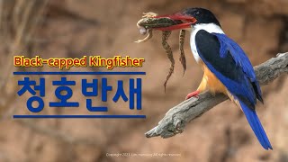 Black-capped Kingfisher 청호반새 최종