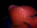 Super Red Asian Arowana Scleropages formosus Super Red Asian Arowana Scleropages formosus