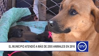 EL MUNICIPIO ATENDIÓ A MÁS DE 2500 ANIMALES EN 2016