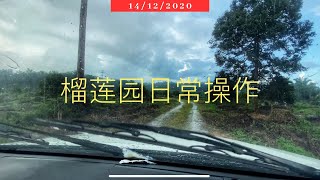 Vlog155【天气多变】去 #榴莲园 根本干不了工作😭 #登嘉楼雨季 #榴莲园看天吃饭 #榴莲计划