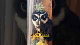 新種パイナポーフクロウ pineapple owl