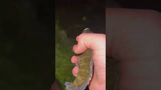 Releasing Little Fish #viral #adventure #fishing #explore #nature #cool #baby #big #release #food