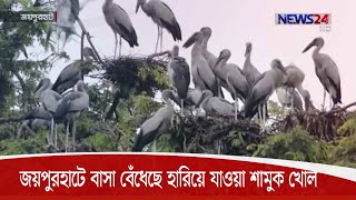 ক্ষেতলালের নিভৃত পল্লীতে বাসা বেঁধেছে হারিয়ে যাওয়া পাখি শামুক খোল 23Sep.20