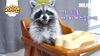 자기가 먹을 포도 직접 씻어서 먹방하는 라쿤ㅋㅋㅋㅣRaccoon Washes Shine Muscat Grapes By Herself Before Mukbang LoL