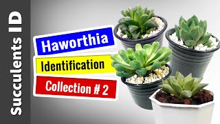 SUCCULENT TYPES | HAWORTHIA Collection  #2 || Succulent Identification