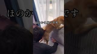 犬と仲良くなる方法【実践編】　#shorts