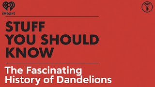 The Fascinating History of Dandelions | STUFF YOU SHOULD KNOW