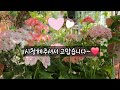 제라늄🌸 포기할수 없어요~흔하고 고전 이지만 이렇게 예쁘게 🌹꽃을 보여 주는 제라늄🪴과 함께해보세요