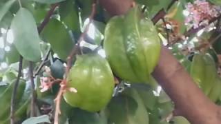 ต้นไม้ไทย ep12 ต้นมะเฟือง Star Fruit | ต้นไม้ประดับยอดนิยม เรื่องราวต้นไม้ควรรู้