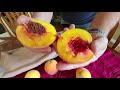 ripening peaches indoors