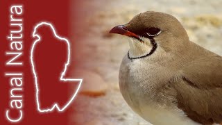 Canastera común (Glareola pratincola) Collared Pratincole 4K