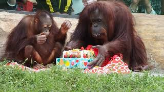 ジュリーさん５４歳お誕生日会🎂多摩動物公園 ボルネオオランウータン