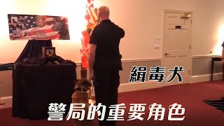 80期：缉毒犬也是警察，为国效力！