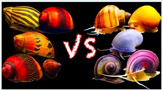 Mystery Snail vs Nerite Snail Showdown: Which One is Better?