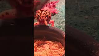 Hungry Leopard Gecko #shorts
